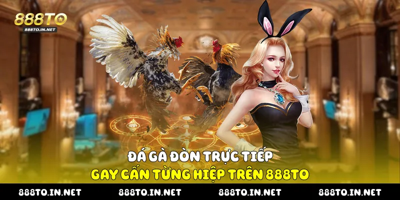 Đá Gà Đòn Trực Tiếp Gay Cấn Từng Hiệp Trên 888TO Đá gà đòn trực tiếp